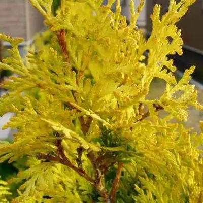 Туя ЕВРОПА ГОЛД западная в Осиповичах