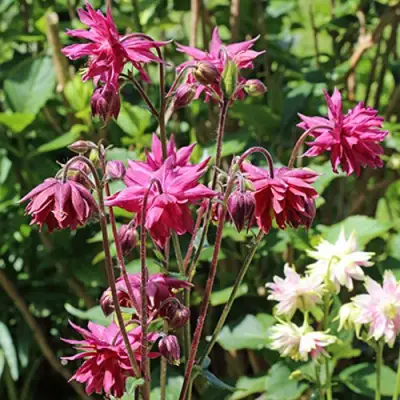 Аквилегия БАРЛОУ БОРДО обыкновенная в Осиповичах