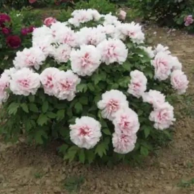 Пион ПЕРСИК ПОД СНЕГОМ древовидный в Осиповичах