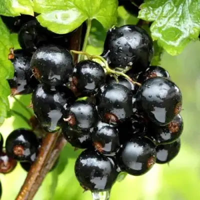 Смородина чёрная БЕЛОРУССКАЯ СЛАДКАЯ в Осиповичах