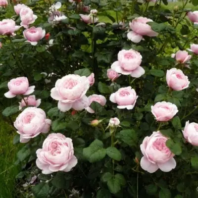 Роза КУИН ОФ СУИДЕН (КОРОЛЕВА ШВЕЦИИ) английская в Осиповичах