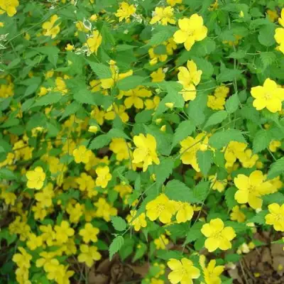 Керрия японская ГОЛДЕН ГИНЕЯ в Осиповичах