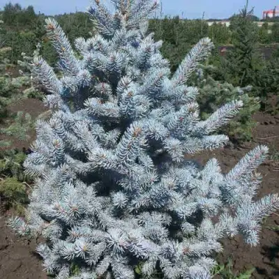 Ель МИСТИ БЛЮ голубая в Осиповичах