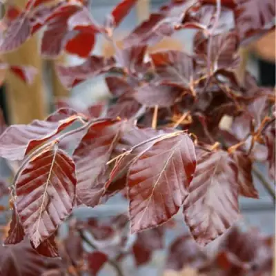 Бук лесной АТРОПУНИЦЕА в Осиповичах