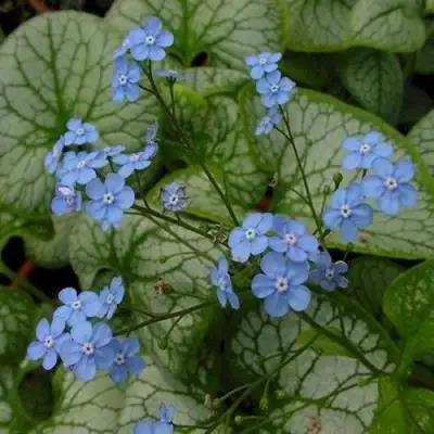 Бруннера ДЖЭК ФРОСТ в Осиповичах