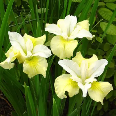 Ирис ЙЕЛЛОУ ТЕЙЛ сибирский в Осиповичах