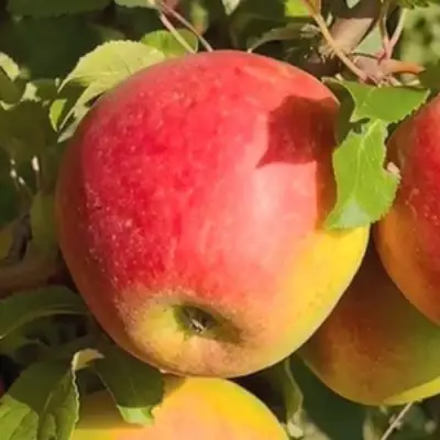 Яблоня САКАВИТА в Осиповичах