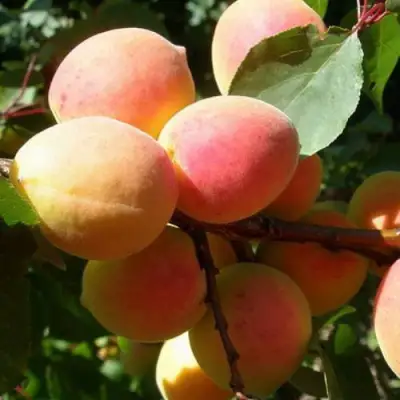 Абрикос СЮРПРИЗ в Осиповичах