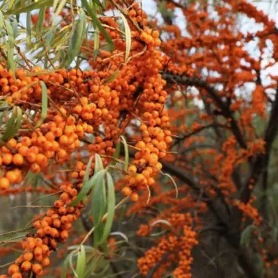 Облепиха СЕРАФИМА в Осиповичах