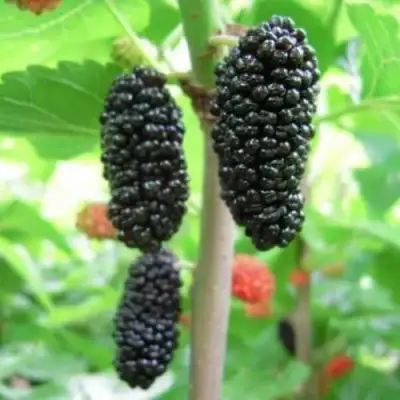 Шелковица ГАЛИЦИЯ в Осиповичах