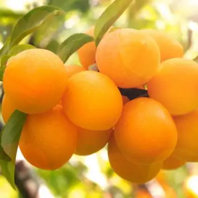 Слива МАРА в Осиповичах