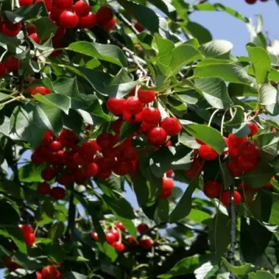 Вишня БРУСНИЦЫНА степная в Осиповичах