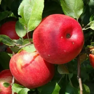 Яблоня ВАЛЕРИЯ в Осиповичах