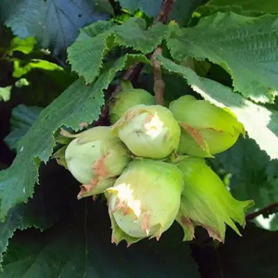 Фундук ТАМБОВСКИЙ РАННИЙ в Осиповичах