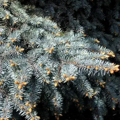 Ель НАНА сизая в Осиповичах