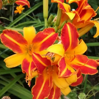 Лилейник ФРАНС ХАЛС в Осиповичах