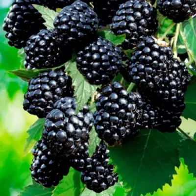 Ежевика ЛОХТЕЙ бесшипная в Осиповичах