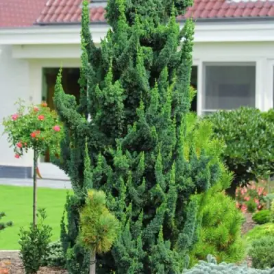 Кипарисовик ВИСЕЛЛИ лавсона в Осиповичах