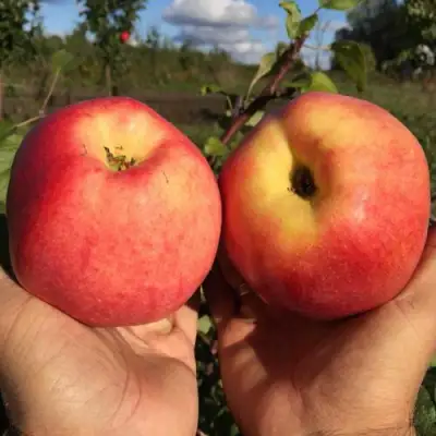 Яблоня КОВРОВОЕ стелющаяся в Осиповичах