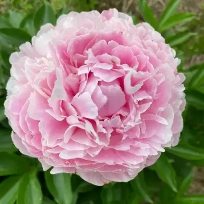 Пион КАТРИН ФОНТЕЙН травянистый в Осиповичах