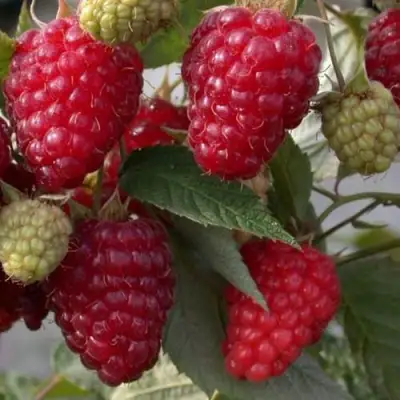 Малина ЭЛЕГАНТНАЯ в Осиповичах