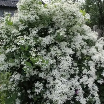 Клематис МАНЬЧЖУРСКИЙ в Осиповичах