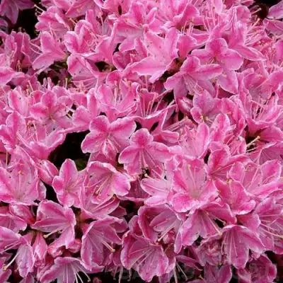 Азалия КЕРМЕСИНА РОУЗ японская в Осиповичах