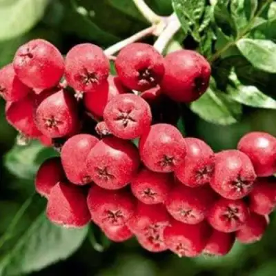 Рябина МОРАВСКАЯ сладкоплодная в Осиповичах