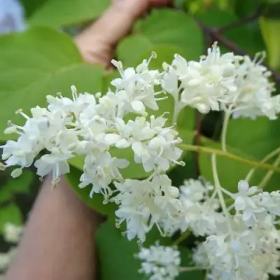 Сирень АМУРСКАЯ в Осиповичах