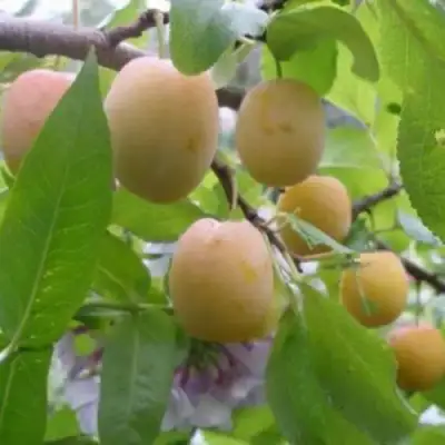 Слива УТРО в Осиповичах