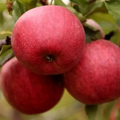 Яблоня ГАЛА ШНИГА в Осиповичах