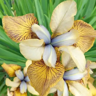 Ирис ФЛАЙИНГ ФИДДЛЗ сибирский в Осиповичах