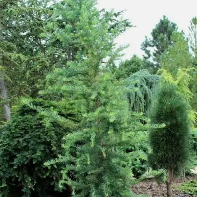 Лиственница КЕМПФЕРА в Осиповичах