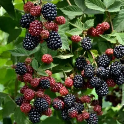 Ежевика РУБЕН ремонтантная  в Осиповичах