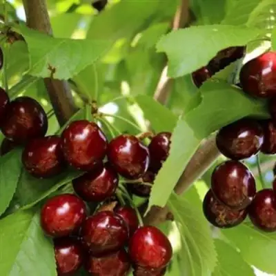 Черешня ИПУТЬ в Осиповичах