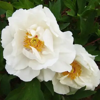 Пион БЕЛЫЙ НЕФРИТ древовидный в Осиповичах