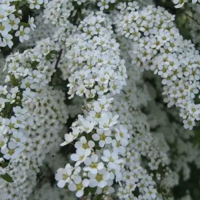 Спирея АРГУТА в Осиповичах