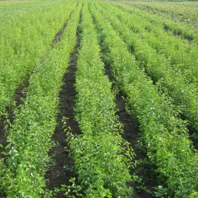 Подвой сливы ДИКАЯ АЛЫЧА в Осиповичах