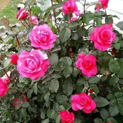 Роза МАЛИНОВЫЙ ЗВОН чайно-гибридная в Осиповичах