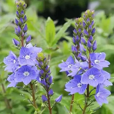 Вероника РОЯЛ БЛЮ большая в Осиповичах