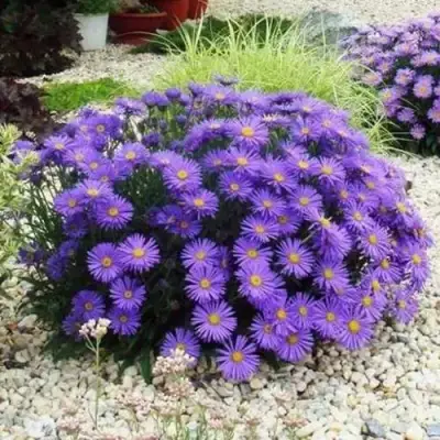 Астра ЛЕДИ ИН БЛЮ в Осиповичах