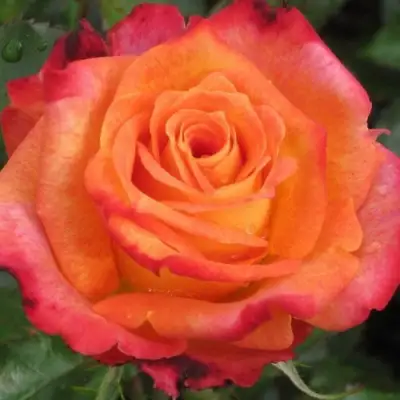 Роза ВАУ чайно-гибридная в Осиповичах