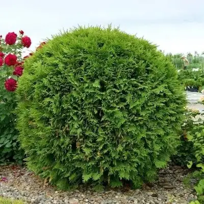 Туя ВУДВАРДИ западная в Осиповичах