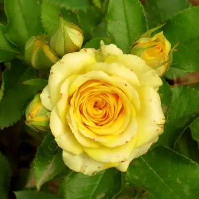 Роза САН СИТИ спрей в Осиповичах