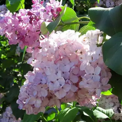 Сирень ГОРТЕНЗИЯ в Осиповичах