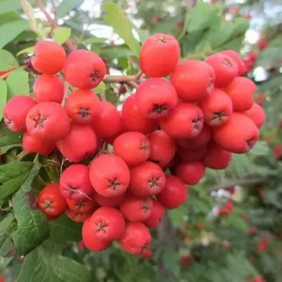 Рябина НЕВЕЖИНСКАЯ сладкоплодная в Осиповичах