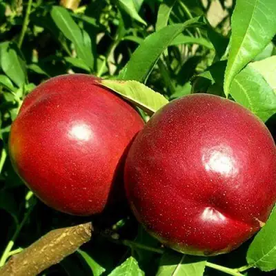 Нектарин НЕКТАРЕД-4 в Осиповичах