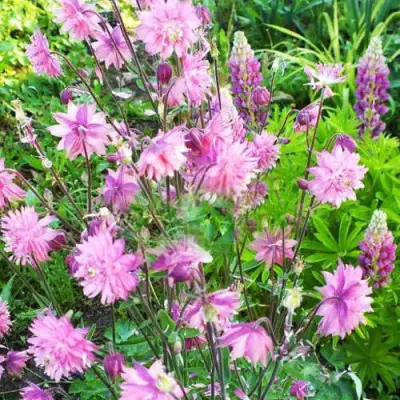 Аквилегия БАРЛОУ ПИНК гибрид МакКаны в Осиповичах