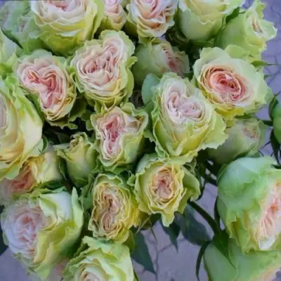 саженцы роз Грин Пинк