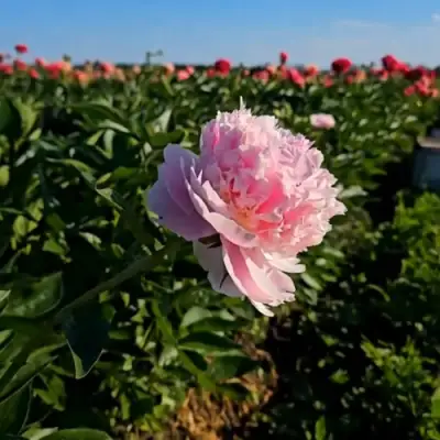 Пион ИМПЕРАТОРСКАЯ НАЛОЖНИЦА древовидный в Осиповичах